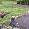 Tiago participe au concours pour gagner de l'argent avec cette photo : dog, small_dog, path, grass, bench, trees, greenery, outdoor, park, pavement, nature, pets, canine, fur, collar, quiet, relaxing, landscape, summer, daytime