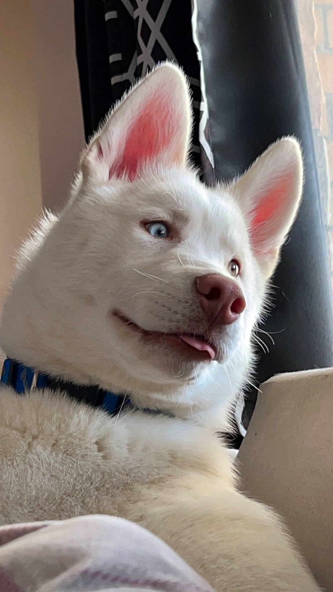 Jax is registered to the contest to win money with this photo: carnivore, cat, comfort, domestic_short_haired_cat, ear, fang, felidae, fur, jaw, small_to_medium_sized_cats, snout, terrestrial_animal, whiskers