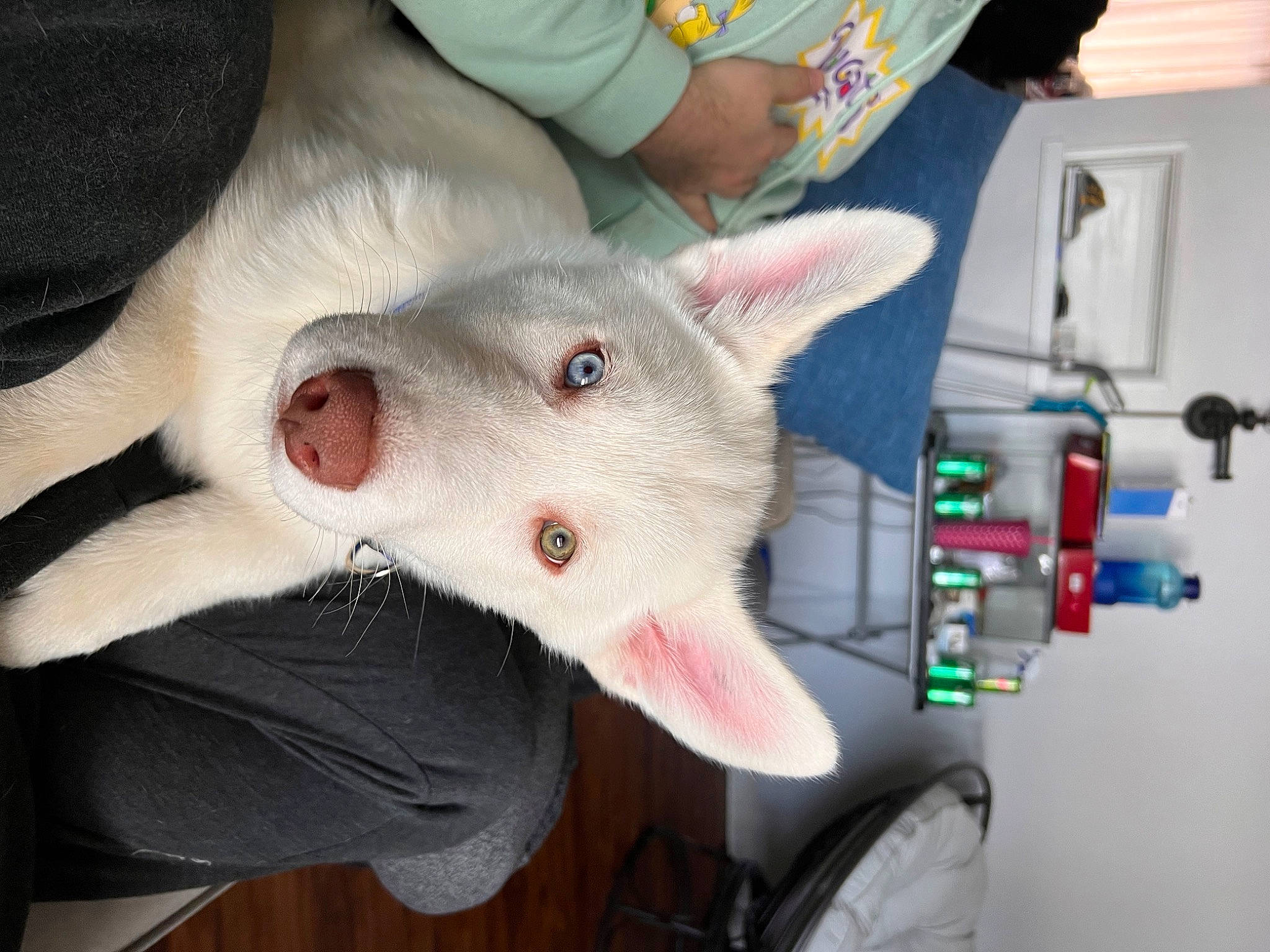 Jax joined the competition — help win amazing prizes! bull_terrier, canidae, carnivore, cat, claw, comfort, companion_dog, dog_breed, domestic_short_haired_cat, fang, fawn, felidae, fur, jaw, nail, paw, small_to_medium_sized_cats, snout, tail, whiskers