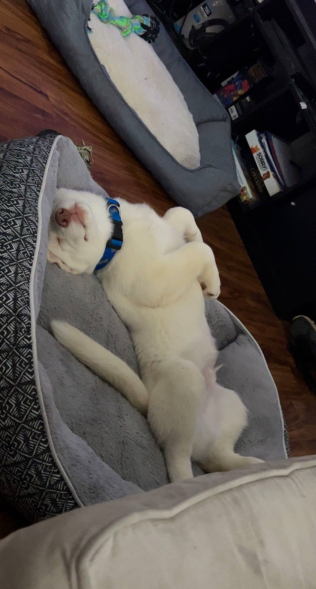 Jax is registered to the contest to win money with this photo: canidae, carnivore, cat, collar, comfort, companion_dog, dog_breed, fawn, felidae, fur, linens, nap, paw, pet_supply, small_to_medium_sized_cats, snout, sporting_group, tail, whiskers, wood