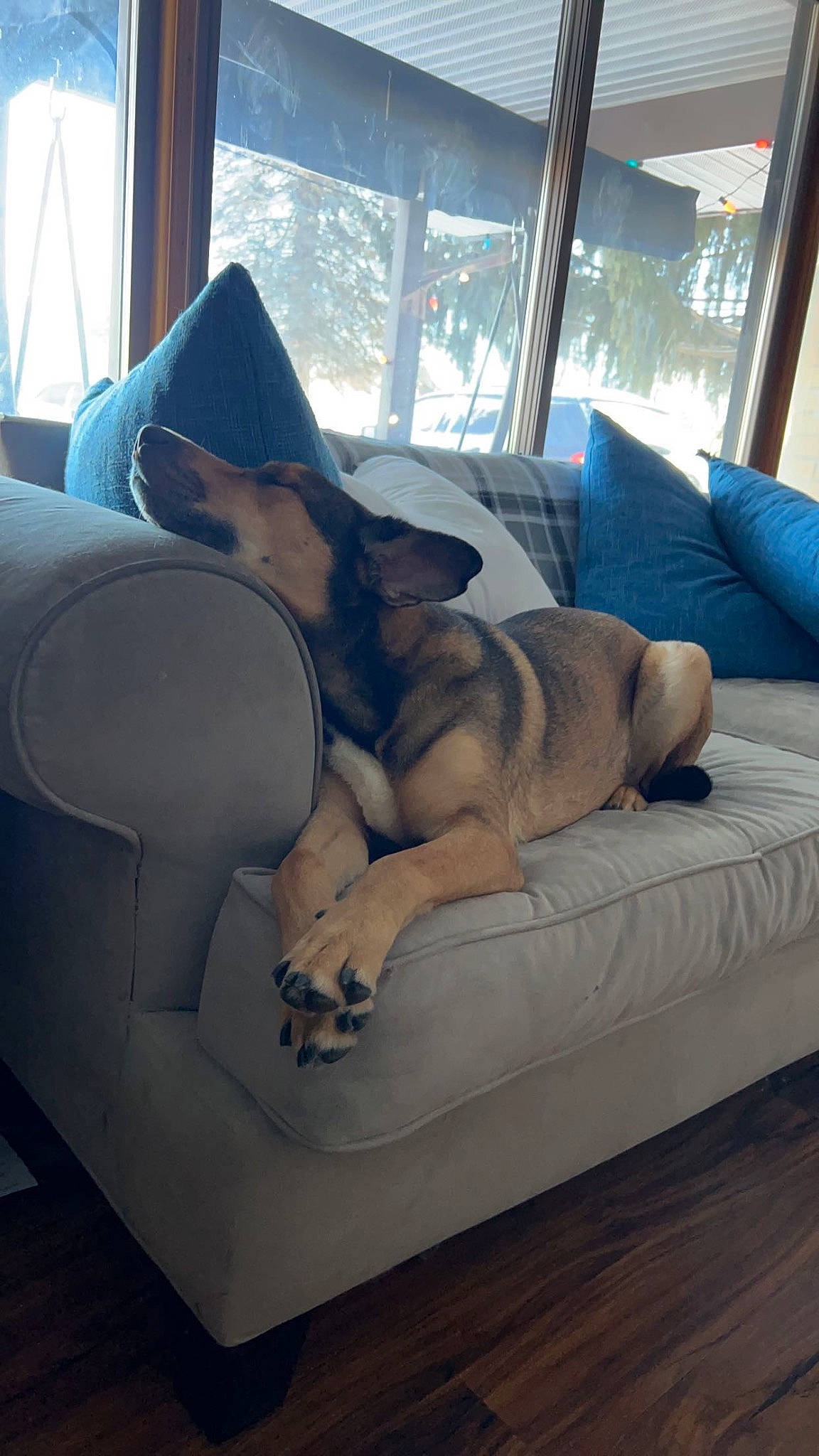 Brave is registered to the contest to win money with this photo: carnivore, comfort, companion_dog, couch, dog, dog_breed, fawn, flooring, furniture, hardwood, leisure, living_room, mammal, room, shade, sofa_bed, sporting_group, tail, vertebrate, window