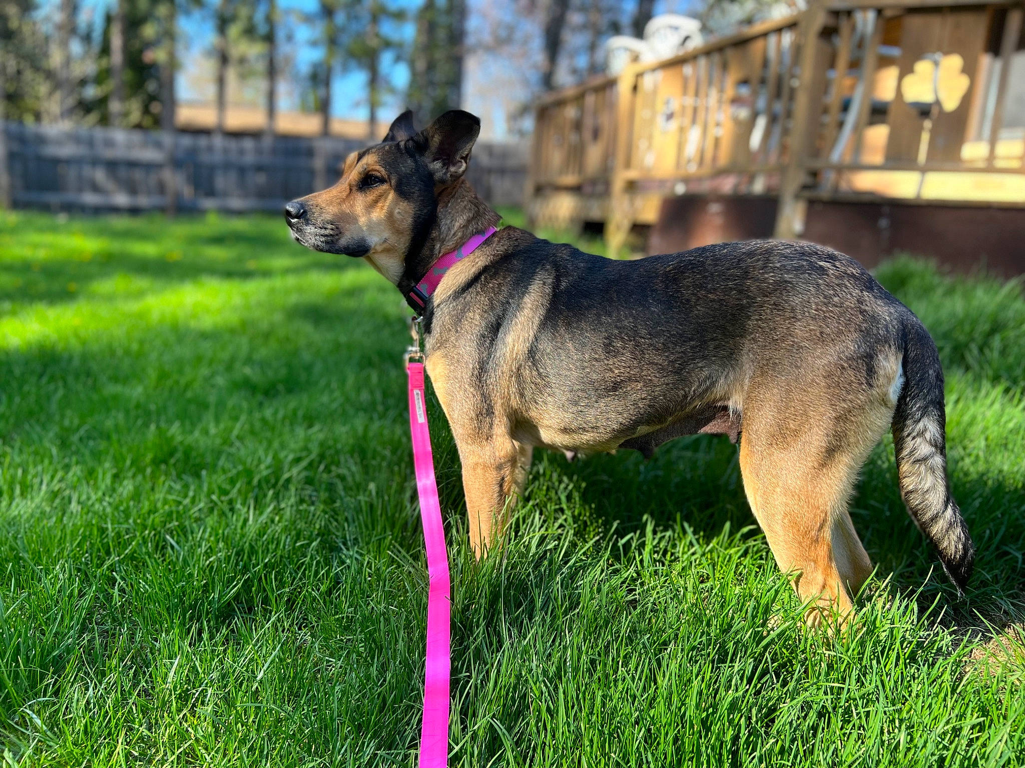 Brave is registered to the contest to win money with this photo: canidae, carnivore, collar, companion_dog, dog, dog_breed, dog_collar, dog_supply, fashion_accessory, fawn, fence, grass, leash, pet_supply, plant, snout, sporting_group, tail, terrestrial_animal, tree