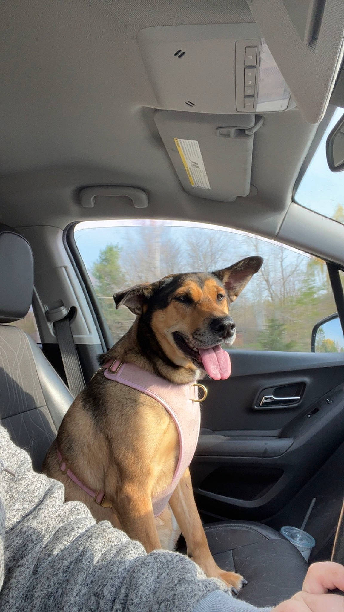 Brave is registered to the contest to win money with this photo: auto_part, automotive_exterior, automotive_mirror, car, car_seat, carnivore, collar, companion_dog, dog, dog_breed, dog_collar, door, fawn, mode_of_transport, motor_vehicle, snout, sporting_group, vehicle, vehicle_door, window