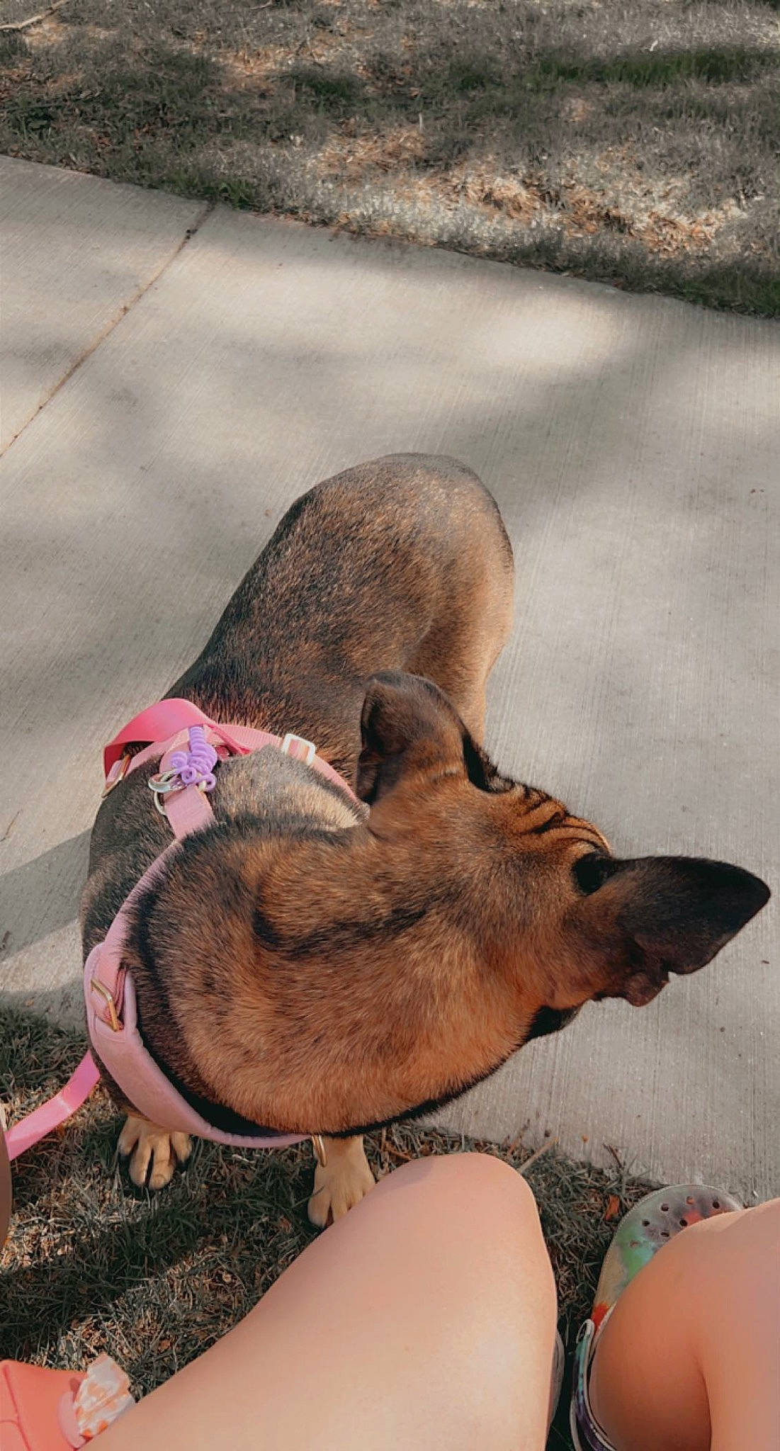 Brave joined the competition — help win amazing prizes! canidae, carnivore, companion_dog, dog, dog_breed, fawn, foot, fur, human_leg, liver, nap, paw, sleep, snout, sporting_group, street_dog, tail, terrestrial_animal, wildlife, working_animal