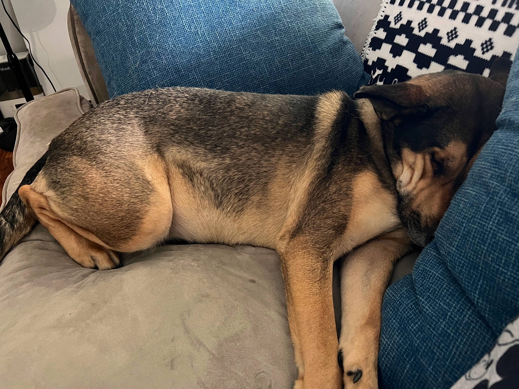 Brave is registered to the contest to win money with this photo: canidae, carnivore, comfort, companion_dog, dog, dog_breed, fashion_accessory, fawn, fur, human_leg, linens, nap, pattern, paw, snout, sporting_group, tail, thigh, toy_dog, working_animal