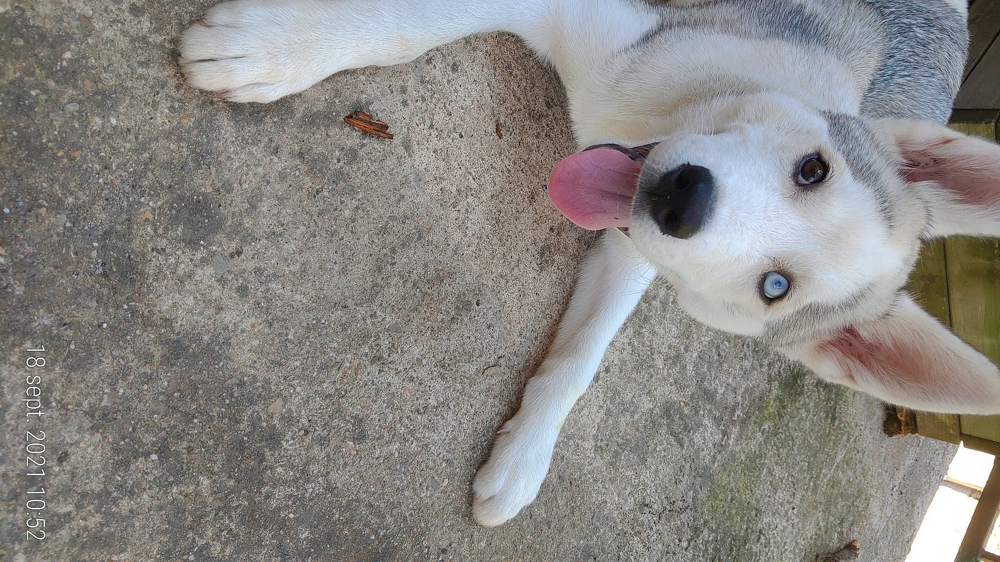 Simba participe au concours pour gagner de l'argent avec cette photo : canidae, carnivore, collar, companion_dog, couch, dog, dog_breed, dog_supply, fawn, football, fur, paw, snout, sporting_group, stuffed_toy, tail, terrestrial_animal, toy, whiskers, working_animal
