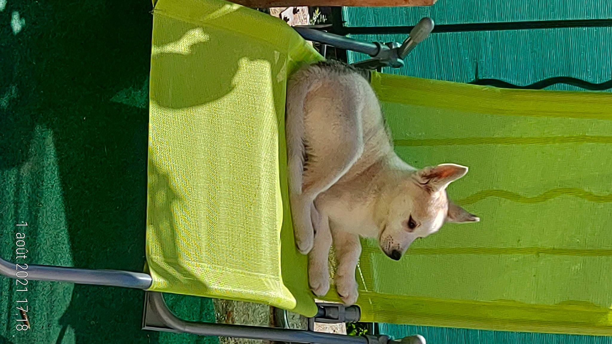 Simba a rejoint le concours — aidez-le/la à gagner de superbes lots ! canidae, claw, cow_goat_family, dog_breed, fawn, felidae, fur, goat, goats, grass, livestock, small_to_medium_sized_cats, snout, sporting_group, suidae, tail, terrestrial_animal, whiskers, wildlife, working_animal