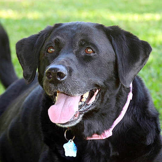 Blackie is registered to the contest to win money with this photo: