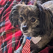Ronin joined the competition — help win amazing prizes! adorable, american_flag, animal, closeup, companion, cozy, cute, dog, domestic_animal, fluffy_ears, fur, indoor, paw, pet, plaid_pattern, portrait, red_blanket, resting, small_dog, tie