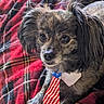 adorable, american_flag, animal, closeup, companion, cozy, cute, dog, domestic_animal, fluffy_ears, fur, indoor, paw, pet, plaid_pattern, portrait, red_blanket, resting, small_dog, tie