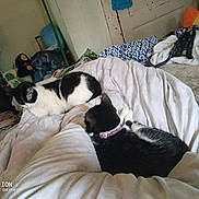 Blossom joined the competition — help win amazing prizes! cat, black_and_white, blanket, bed, indoor, furniture, relaxing, sleeping, collar, pet, fur, domestic, cozy, room, household, clutter, comfort, resting, soft_lighting, animal