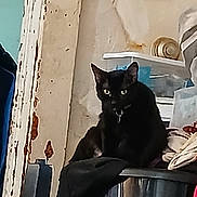 Angel is registered to the contest to win money with this photo: black_cat, cat, indoor, animal, pet, bucket, clothes, pile, furniture, wall, rustic, paint, peeling_paint, container, domestic, eyes, sitting, quiet, shadow, household