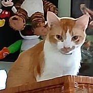 Tigger is registered to the contest to win money with this photo: cat, ginger_cat, white_cat, wicker_basket, stuffed_toy, tiger_toy, mickey_mouse_toy, indoor, pet, animal, feline, cute, sitting, looking, fur, ears, face, whiskers, closeup, background