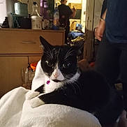 Jasmine joined the competition — help win amazing prizes! cat, black_and_white_cat, pet, indoor, blanket, furniture, person, clothing, bottle, cabinet, room, collar, purple_bell, resting, soft_texture, domestic, home, casual, clutter, background