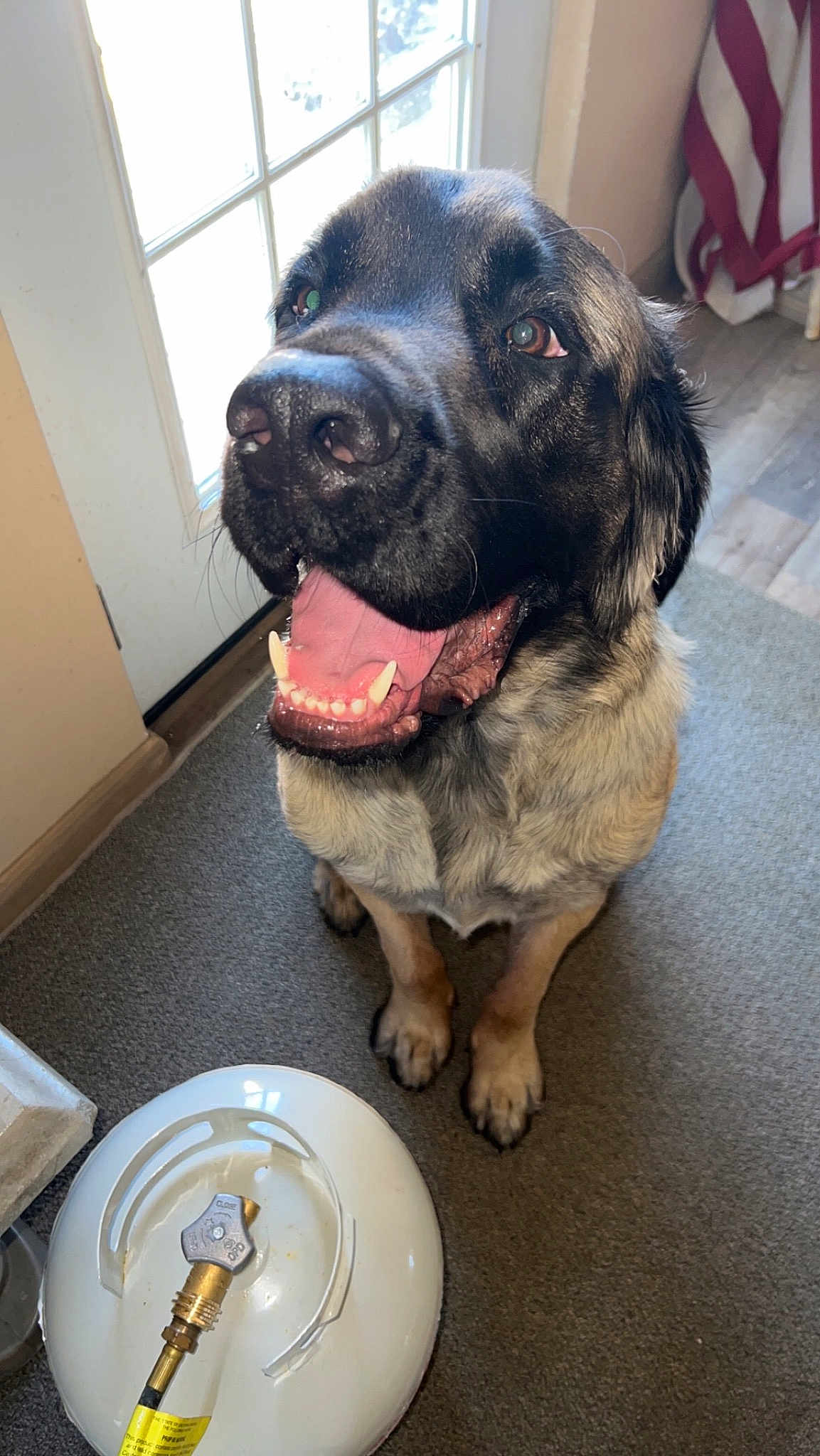 Odin