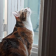 Naïa a rejoint le concours — aidez-le/la à gagner de superbes lots ! cat, calico_cat, indoor, window, looking_up, fur, pet, animal, whiskers, side_view, natural_light, close_up, domestic_cat, curiosity, quiet, home, reflection, soft_light, feline, portrait