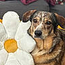 dog, plush_pillow, flower_pillow, couch, blanket, indoor, pet, canine, relaxed, brown_fur, white_pillow, yellow_center, furniture, close_up, animal_portrait, soft_texture, home, resting, companion, domestic_animal