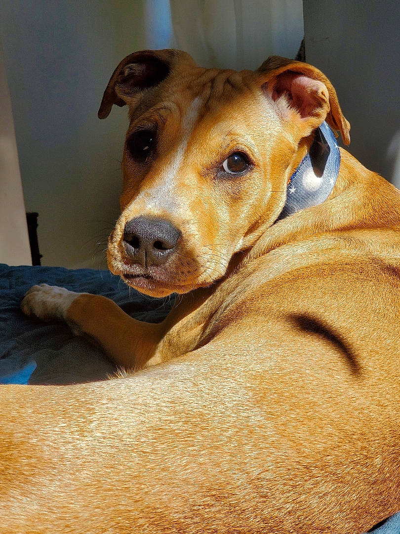 Nyx is registered to the contest to win money with this photo: austrian_pinscher, canidae, carnivore, companion_dog, dog, dog_breed, ear, fawn, mammal, mountain_cur, nose, potcake_dog, rhodesian_ridgeback, snout, vertebrate, whiskers