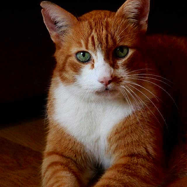 Oliver Mon Chat Bonheur