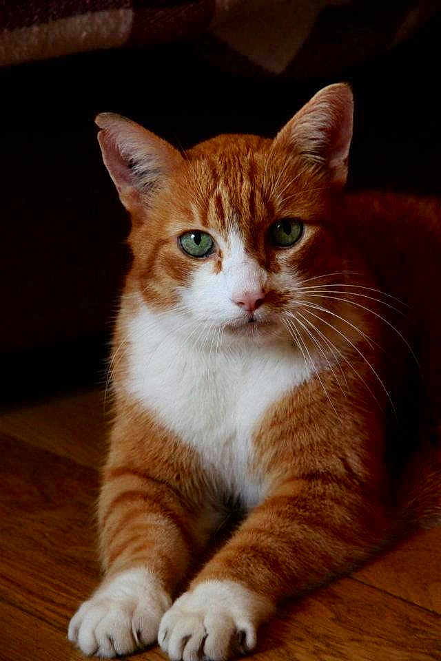 Oliver Mon Chat Bonheur