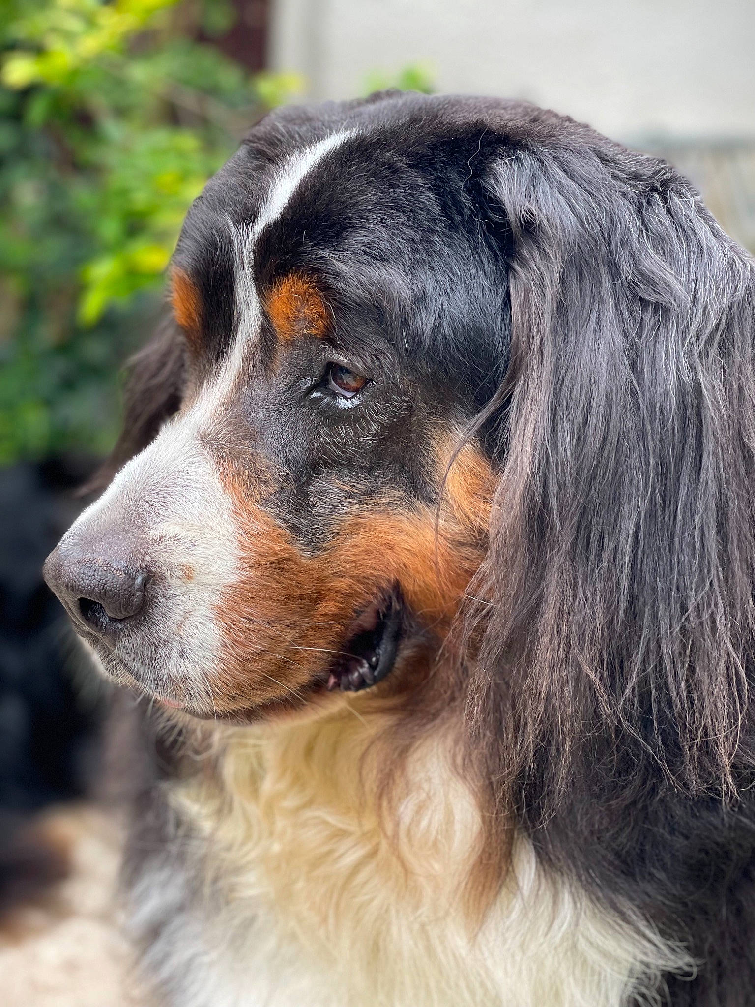 Nours participe au concours pour gagner de l'argent avec cette photo : bernese_mountain_dog, canidae, carnivore, companion_dog, dog, dog_breed, fur, herding_dog, snout, sporting_group, terrestrial_animal, whiskers, working_dog