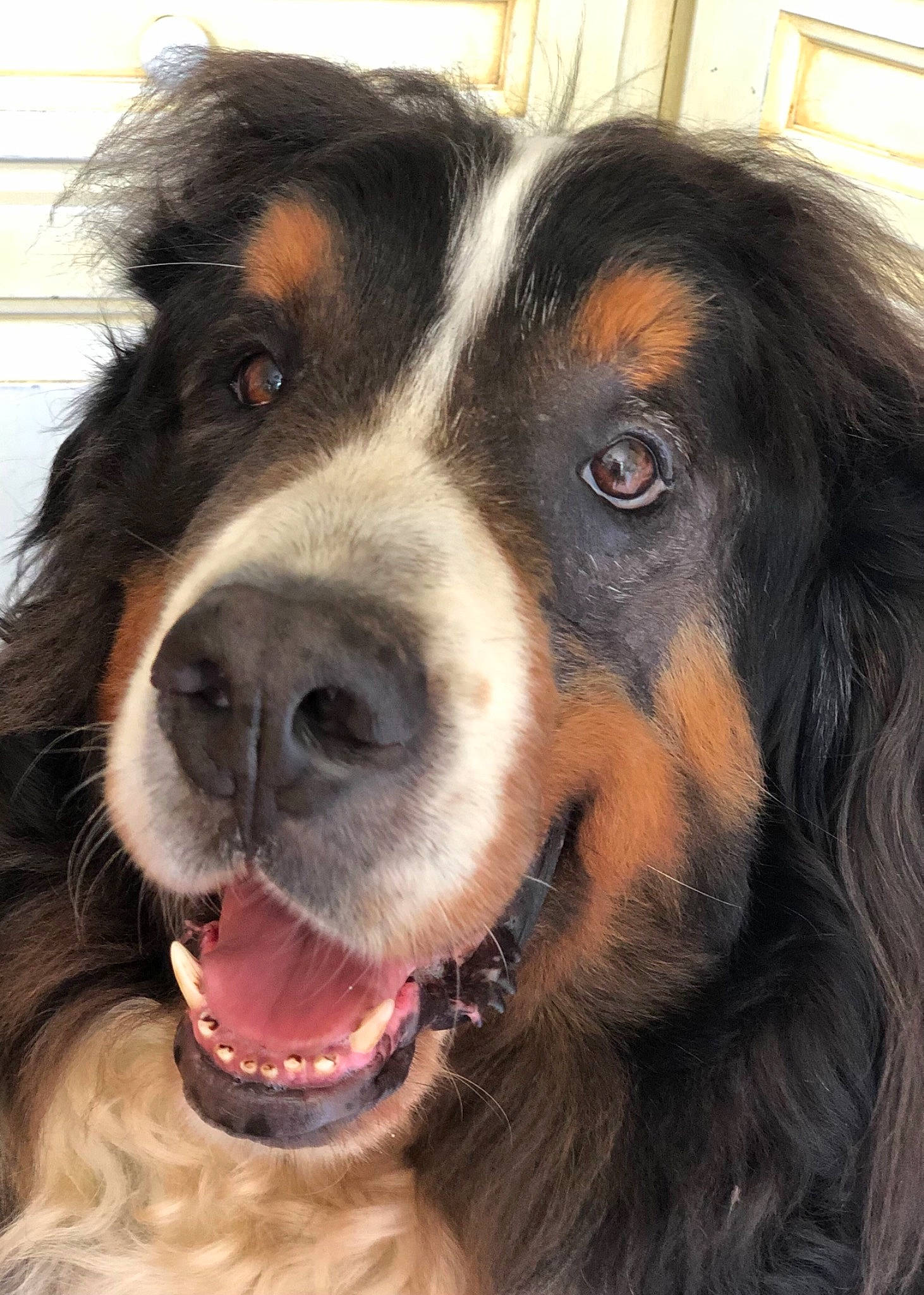 Nours a rejoint le concours — aidez-le/la à gagner de superbes lots ! bernese_mountain_dog, canidae, carnivore, collar, companion_dog, dog, dog_breed, door, eye, fur, giant_dog_breed, hair, head, iris, snout, sporting_group, terrestrial_animal, whiskers, working_animal, working_dog
