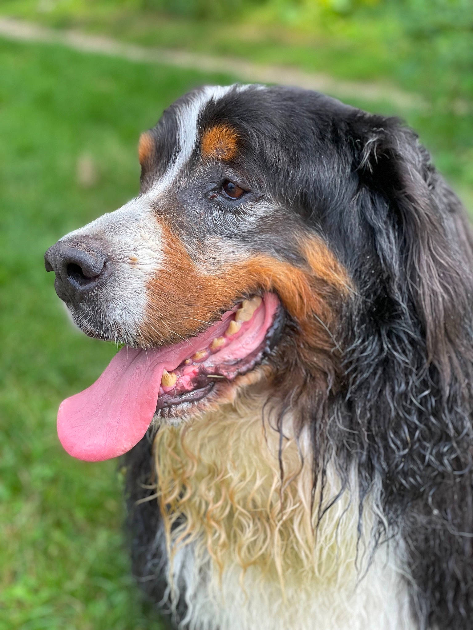 Nours a rejoint le concours — aidez-le/la à gagner de superbes lots ! bernese_mountain_dog, canidae, carnivore, companion_dog, dog, dog_breed, fur, giant_dog_breed, grass, herding_dog, hunting_dog, liver, snout, sporting_group, terrestrial_animal, whiskers, working_animal, working_dog