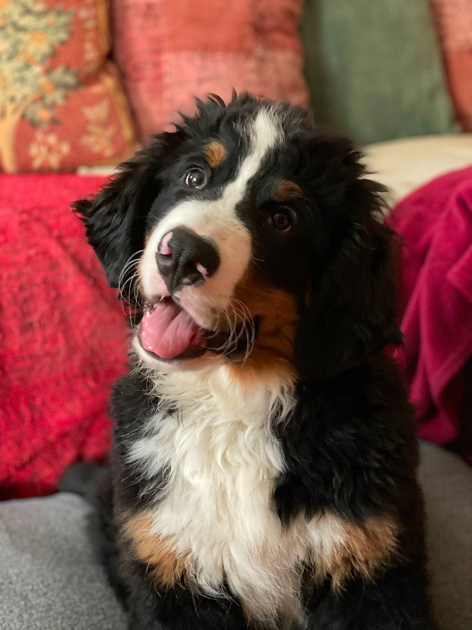 Scott a rejoint le concours — aidez-le/la à gagner de superbes lots ! australian_collie, border_collie, bored, canidae, carnivore, companion_dog, dog, dog_breed, event, fur, herding_dog, landseer, smile, snout, sporting_group, whiskers, working_dog