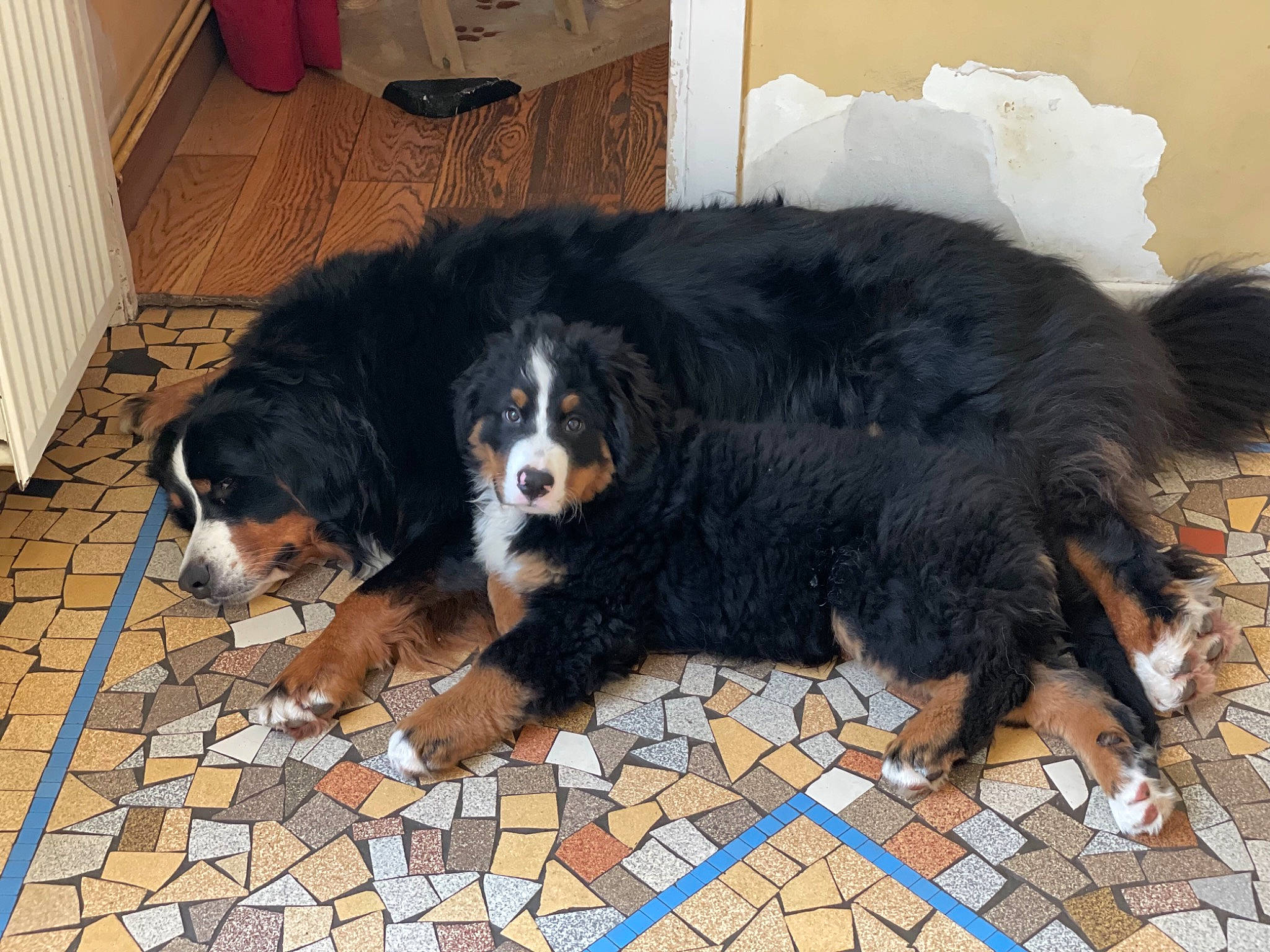 Scott a rejoint le concours — aidez-le/la à gagner de superbes lots ! bernese_mountain_dog, bored, cabinetry, canidae, carnivore, companion_dog, cupboard, dog, dog_breed, flooring, fur, hardwood, sharing, snout, sporting_group, terrestrial_animal, working_dog
