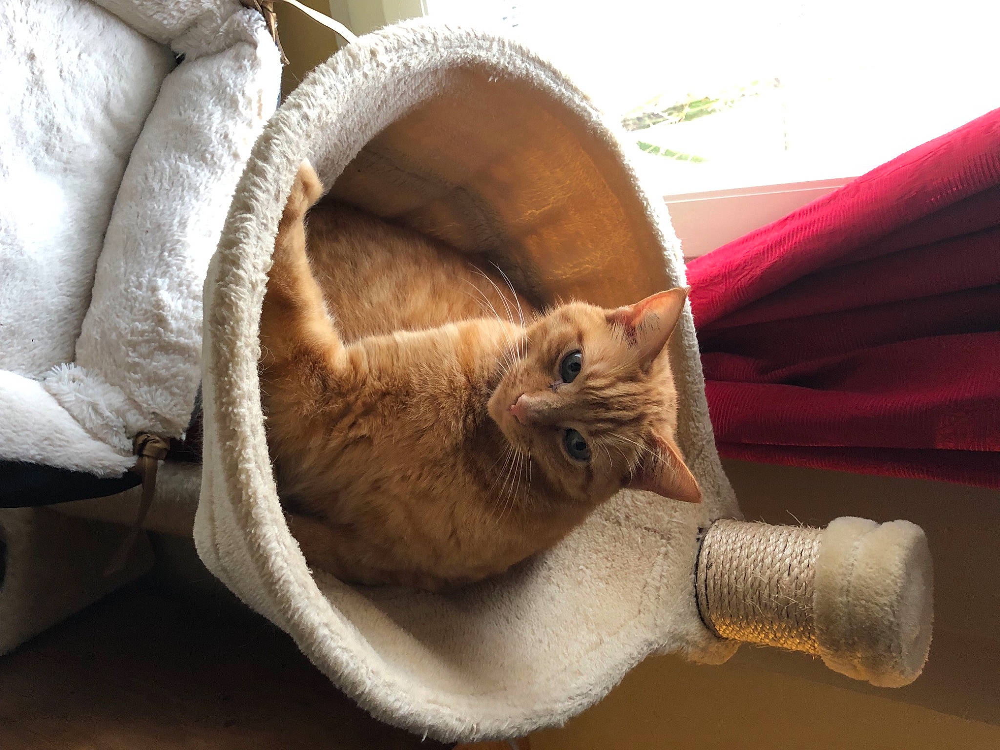 Toto a rejoint le concours — aidez-le/la à gagner de superbes lots ! basket, british_shorthair, carnivore, cat, felidae, product, small_to_medium_sized_cats, thread, whiskers