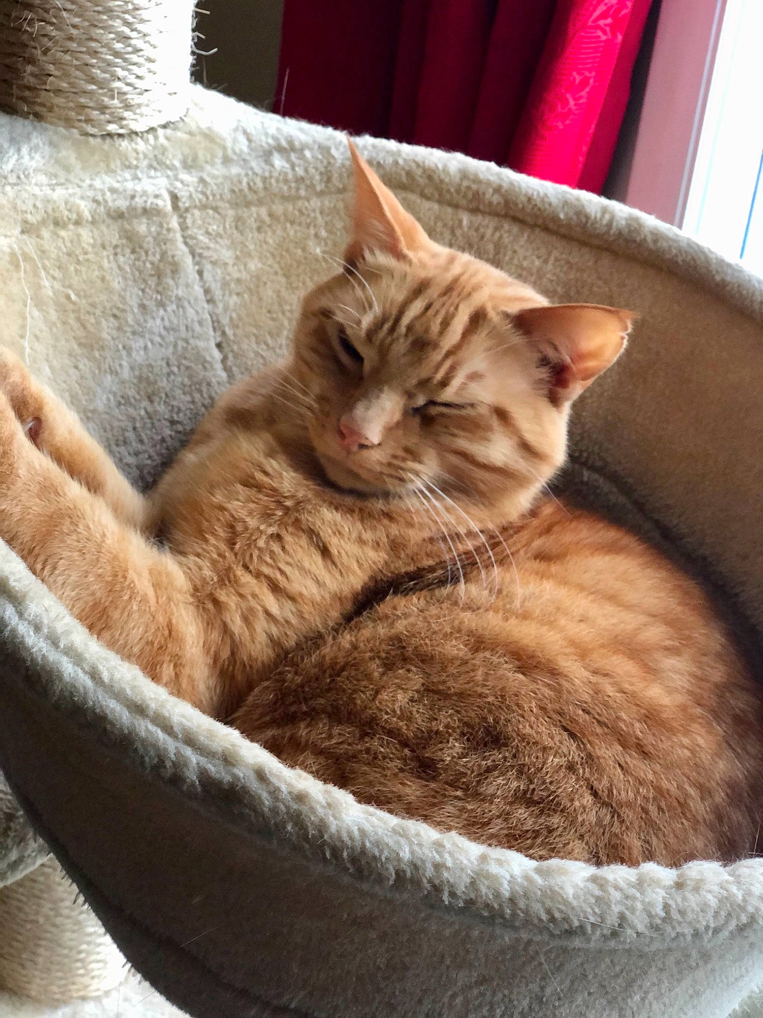 Toto a rejoint le concours — aidez-le/la à gagner de superbes lots ! asian, australian_mist, carnivore, cat, cat_bed, comfort, domestic_short_haired_cat, dragon_li, european_shorthair, fawn, felidae, fur, kitten, mammal, small_to_medium_sized_cats, tabby_cat, whiskers