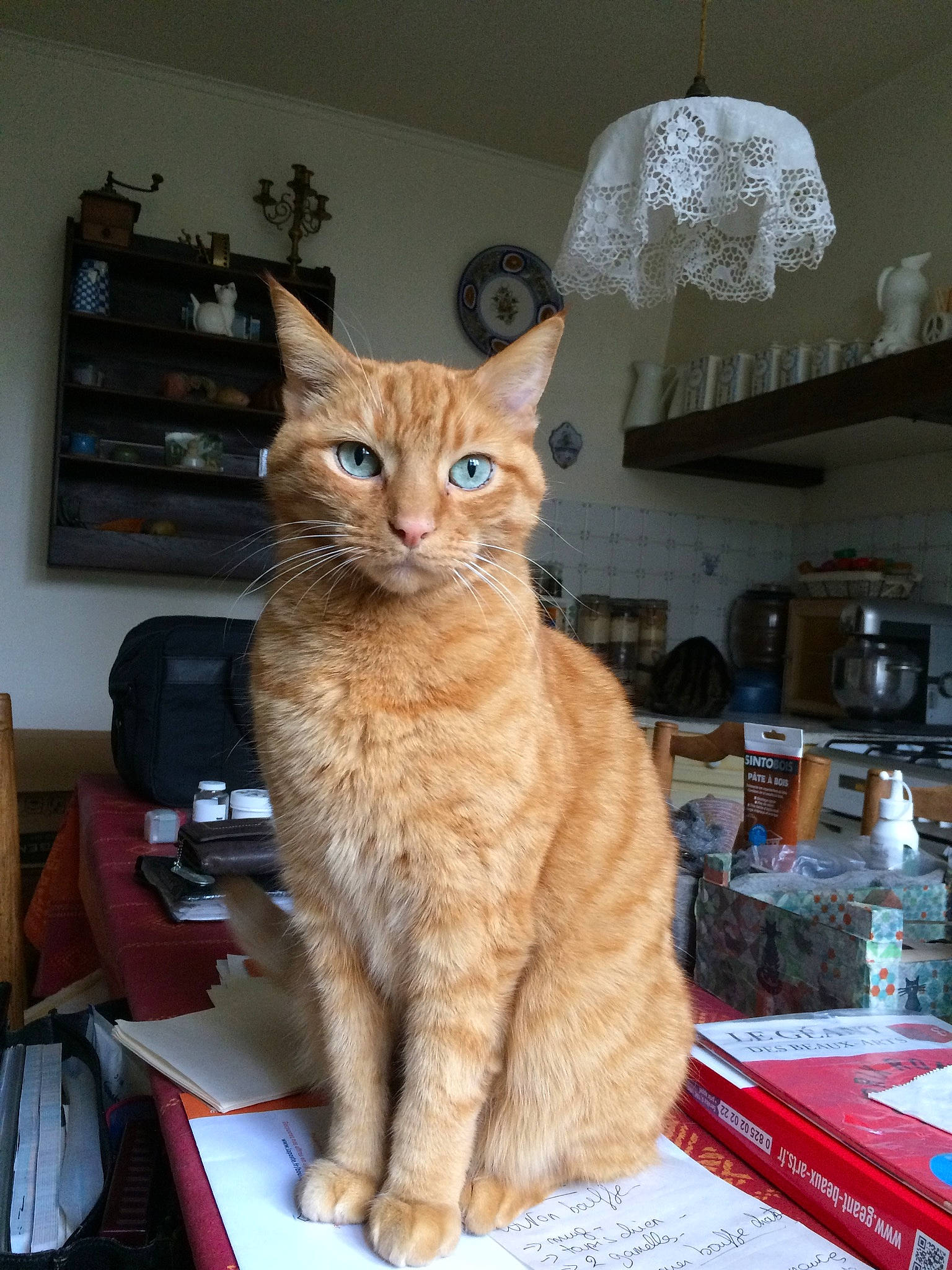 Toto participe au concours pour gagner de l'argent avec cette photo : asian, carnivore, cat, domestic_short_haired_cat, european_shorthair, fawn, felidae, german_rex, mammal, small_to_medium_sized_cats, somali, tabby_cat, whiskers