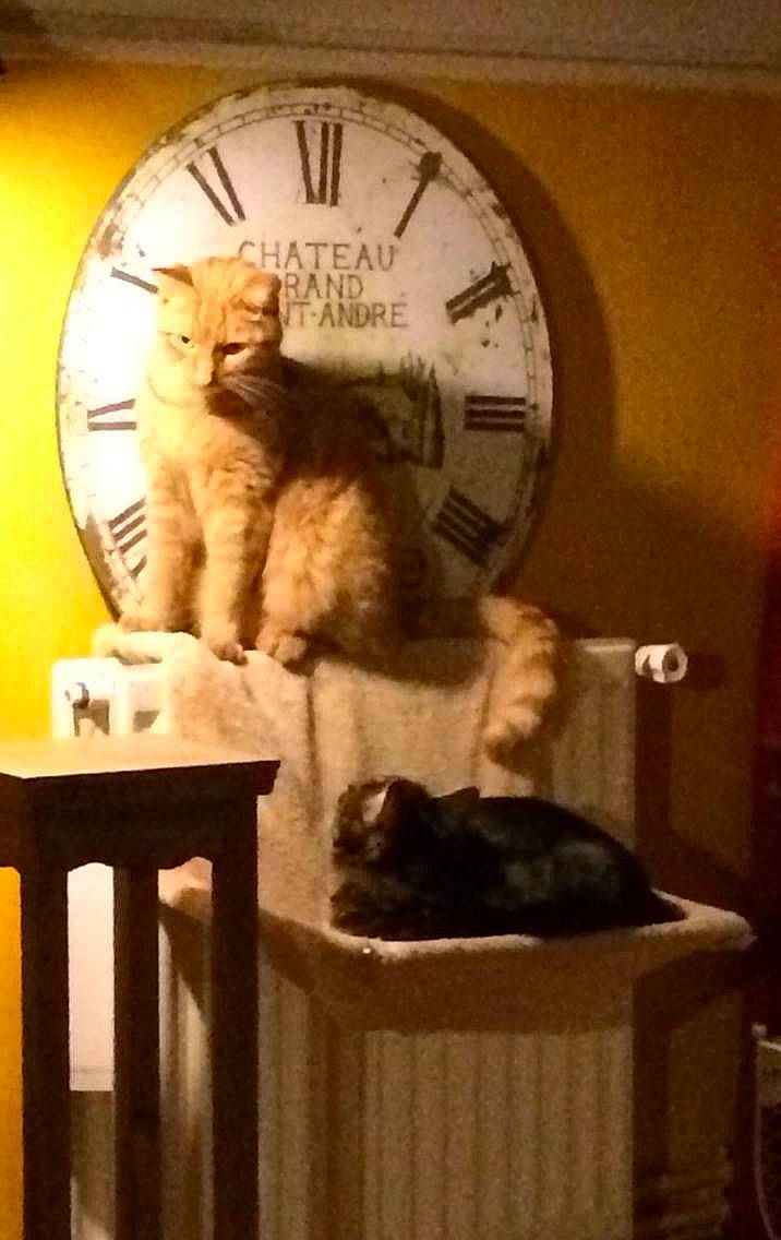 Toto participe au concours pour gagner de l'argent avec cette photo : american_shorthair, carnivore, cat, clock, domestic_short_haired_cat, european_shorthair, felidae, furniture, home_accessories, interior_design, kitten, maine_coon, room, small_to_medium_sized_cats, snout, wall_clock, whiskers