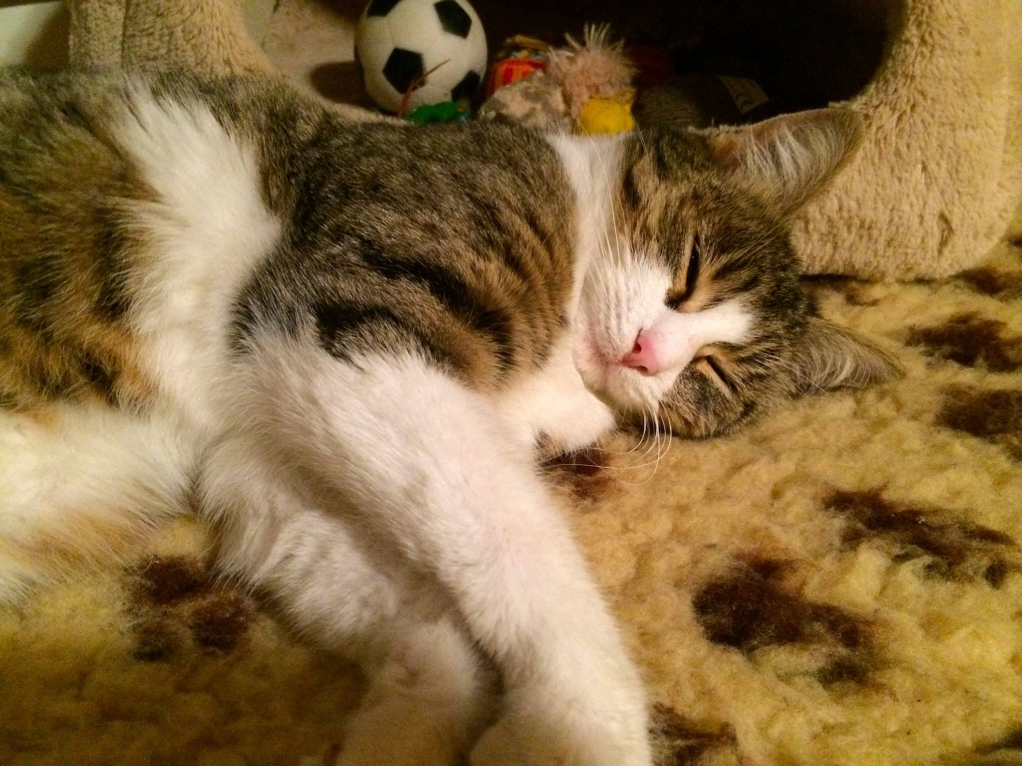 Choukett a rejoint le concours — aidez-le/la à gagner de superbes lots ! aegean_cat, american_wirehair, asian, carnivore, cat, domestic_short_haired_cat, european_shorthair, felidae, fur, kitten, mammal, nap, paw, polydactyl_cat, sleep, small_to_medium_sized_cats, snout, tabby_cat, tail, whiskers