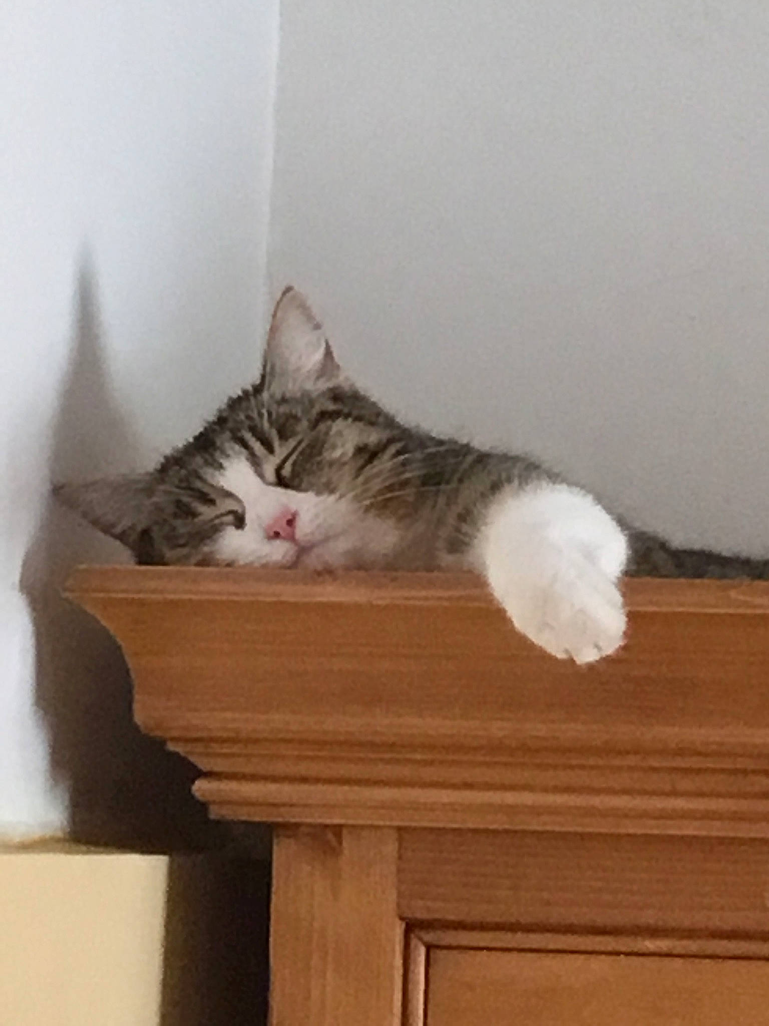 Choukett participe au concours pour gagner de l'argent avec cette photo : aegean_cat, american_wirehair, asian, carnivore, cat, domestic_short_haired_cat, dragon_li, european_shorthair, felidae, kitten, norwegian_forest_cat, ojos_azules, polydactyl_cat, small_to_medium_sized_cats, tail, turkish_angora, turkish_van, whiskers