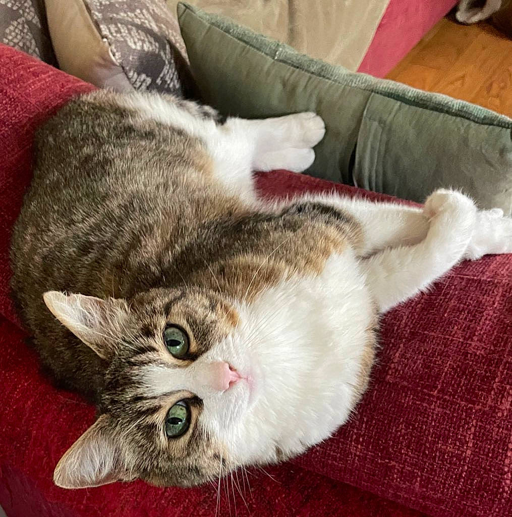 Choukett participe au concours pour gagner de l'argent avec cette photo : carnivore, cat, claw, comfort, couch, domestic_short_haired_cat, ear, felidae, fur, grey, paw, small_to_medium_sized_cats, snout, tail, whiskers