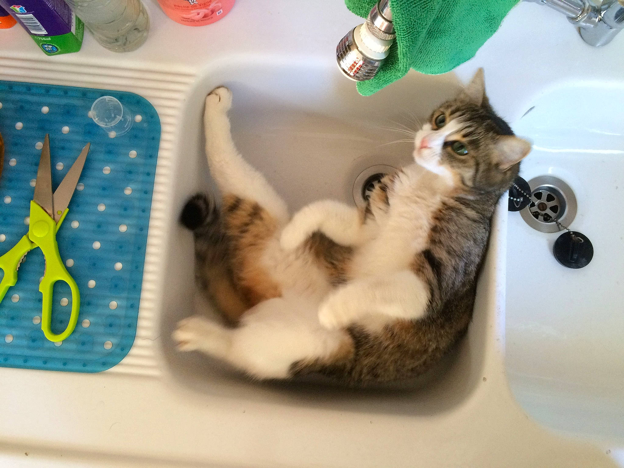 Choukett a rejoint le concours — aidez-le/la à gagner de superbes lots ! aegean_cat, bathroom, carnivore, cat, claw, domestic_short_haired_cat, european_shorthair, felidae, kitten, paw, plumbing_fixture, polydactyl_cat, sink, small_to_medium_sized_cats, tabby_cat, tail, whiskers