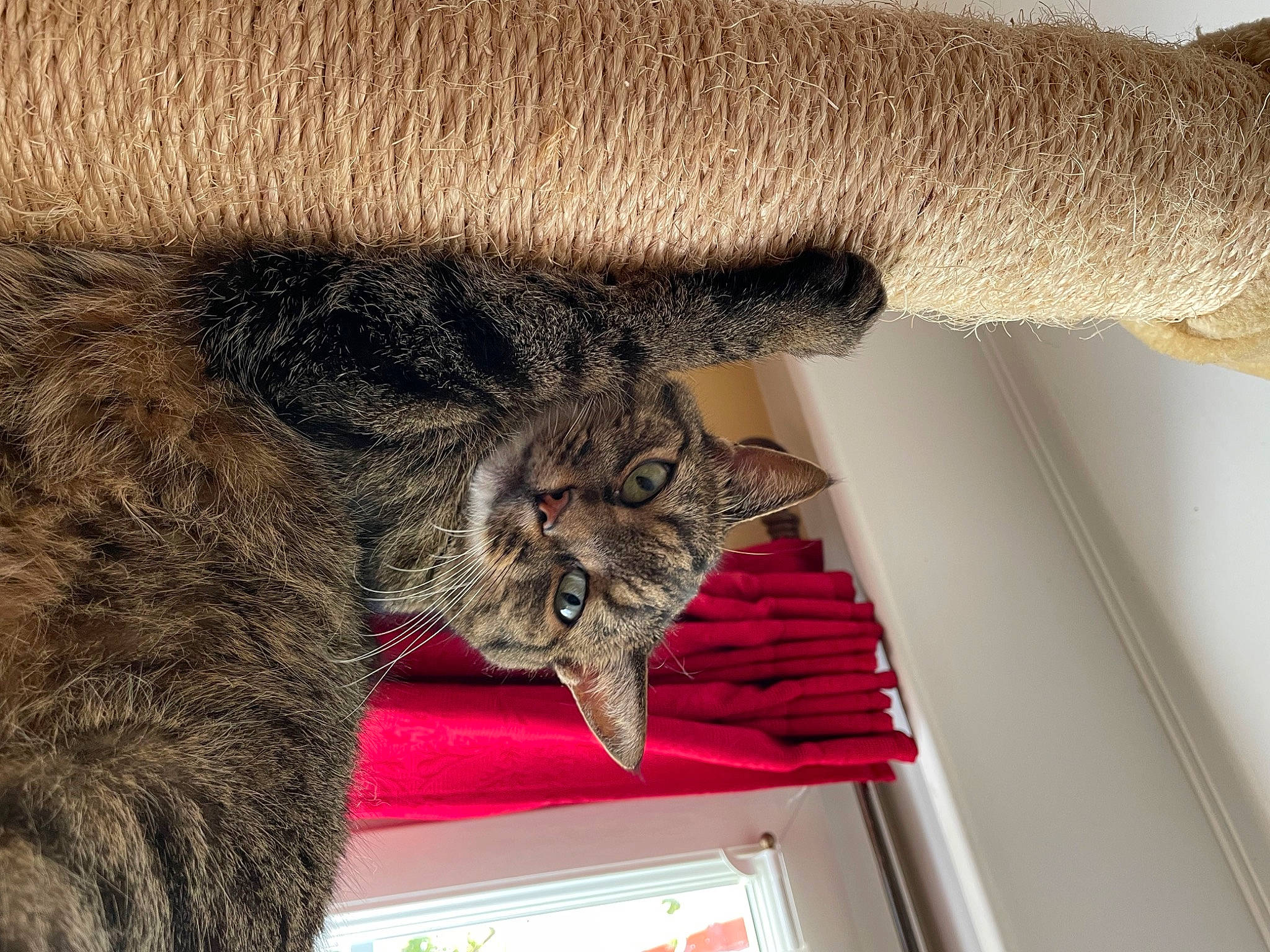 Nini participe au concours pour gagner de l'argent avec cette photo : brown, carnivore, cat, cat_supply, claw, comfort, domestic_short_haired_cat, felidae, fur, room, small_to_medium_sized_cats, tail, terrestrial_animal, whiskers, window, wood