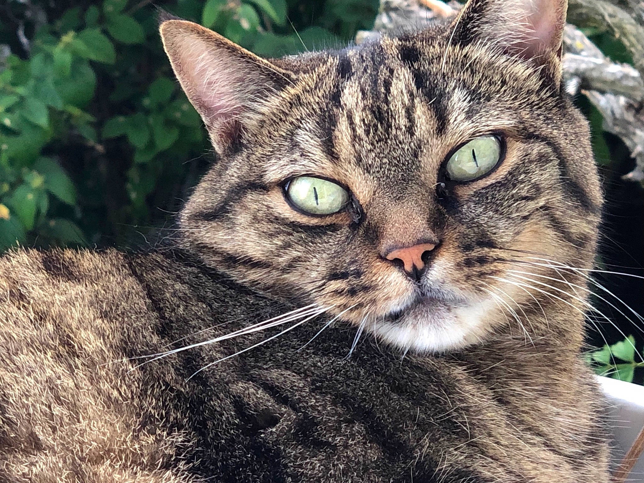 Nini participe au concours pour gagner de l'argent avec cette photo : american_shorthair, american_wirehair, asian, california_spangled, carnivore, cat, close_up, domestic_short_haired_cat, dragon_li, european_shorthair, eye, felidae, mammal, pixie_bob, small_to_medium_sized_cats, snout, tabby_cat, vertebrate, whiskers, wild_cat