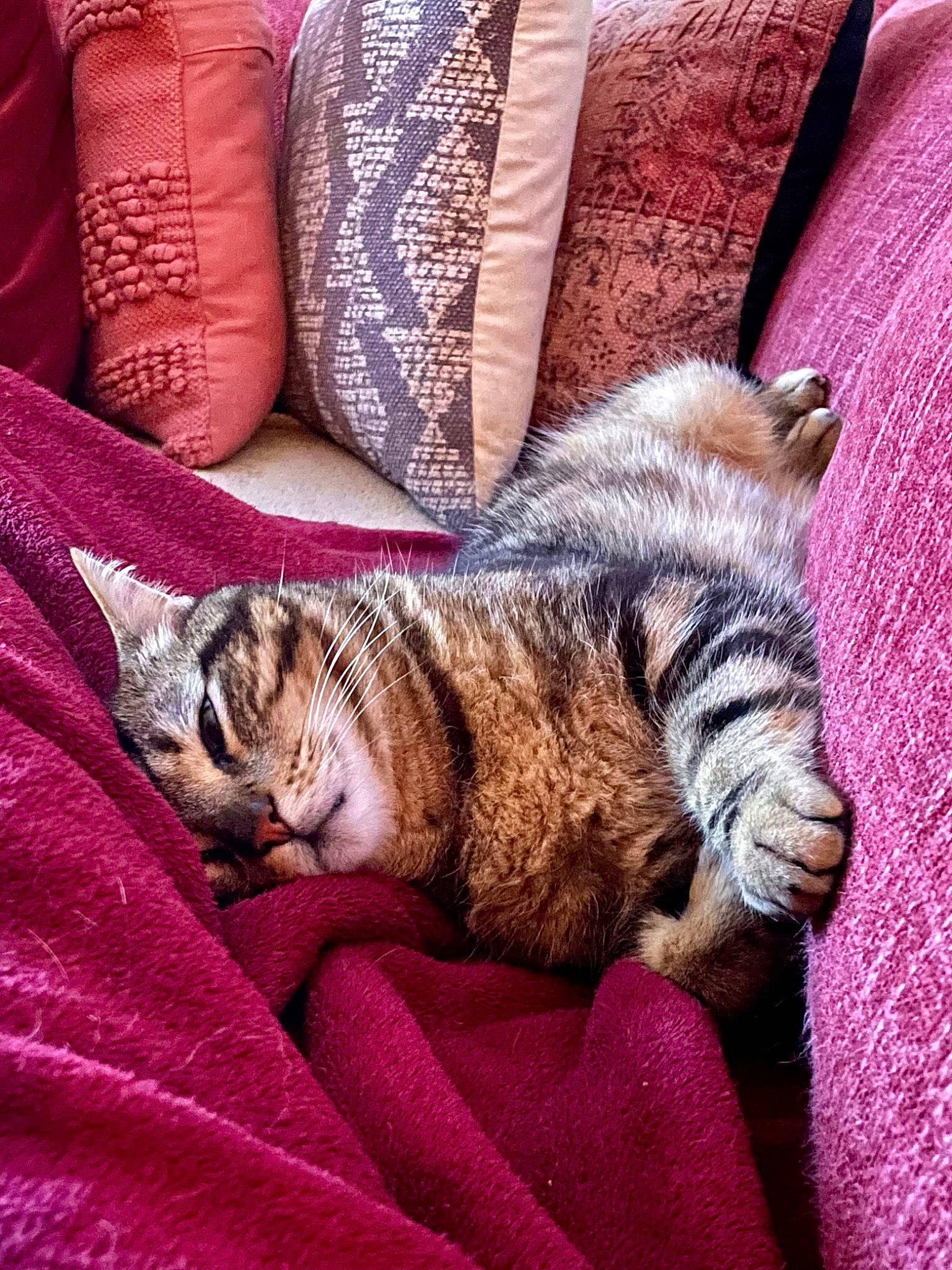 Minoï participe au concours pour gagner de l'argent avec cette photo : bedding, carnivore, cat, comfort, domestic_short_haired_cat, felidae, fur, human_leg, linens, magenta, mammal, nap, pattern, purple, small_to_medium_sized_cats, tail, textile, vertebrate, whiskers, wood