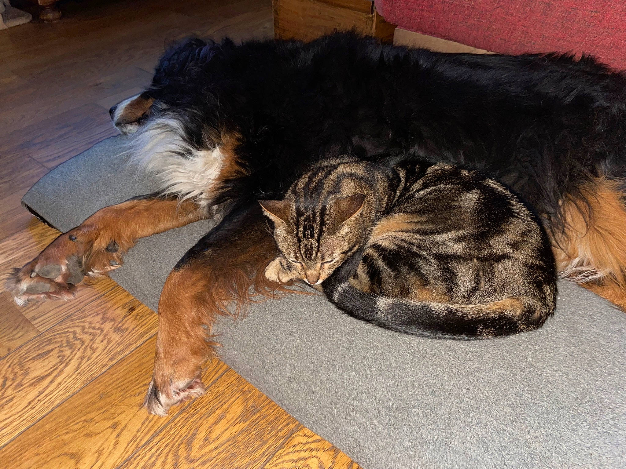 Minoï participe au concours pour gagner de l'argent avec cette photo : canidae, carnivore, cat, claw, comfort, companion_dog, dog_breed, domestic_short_haired_cat, felidae, flooring, fur, hardwood, lap, nap, paw, small_to_medium_sized_cats, sporting_group, tail, whiskers, wood