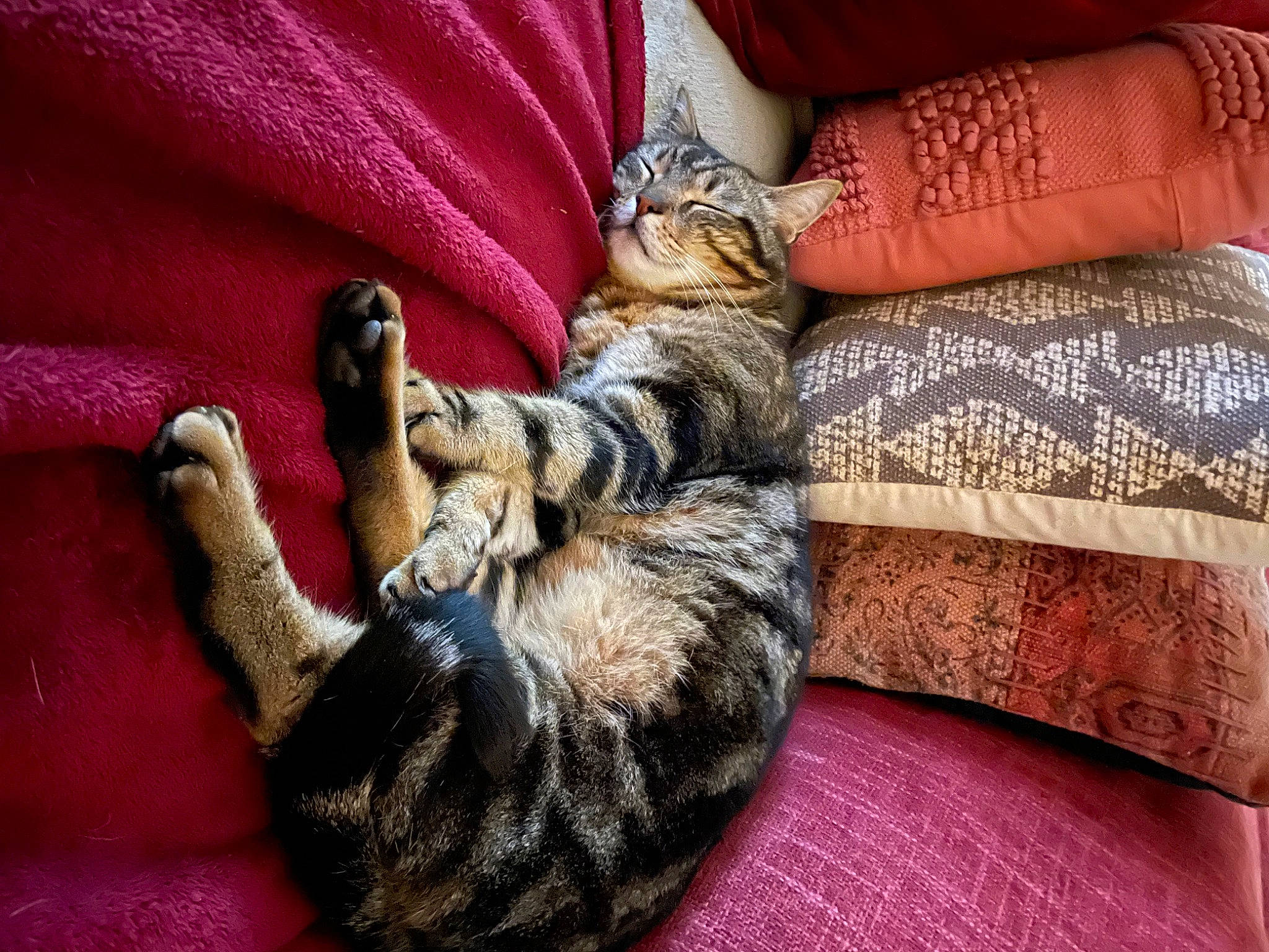 Minoï participe au concours pour gagner de l'argent avec cette photo : bed, bed_sheet, bedding, cat, comfort, felidae, fur, gesture, human_leg, jewellery, linens, nail, pattern, small_to_medium_sized_cats, textile, thigh, thumb, whiskers, wood, wrist