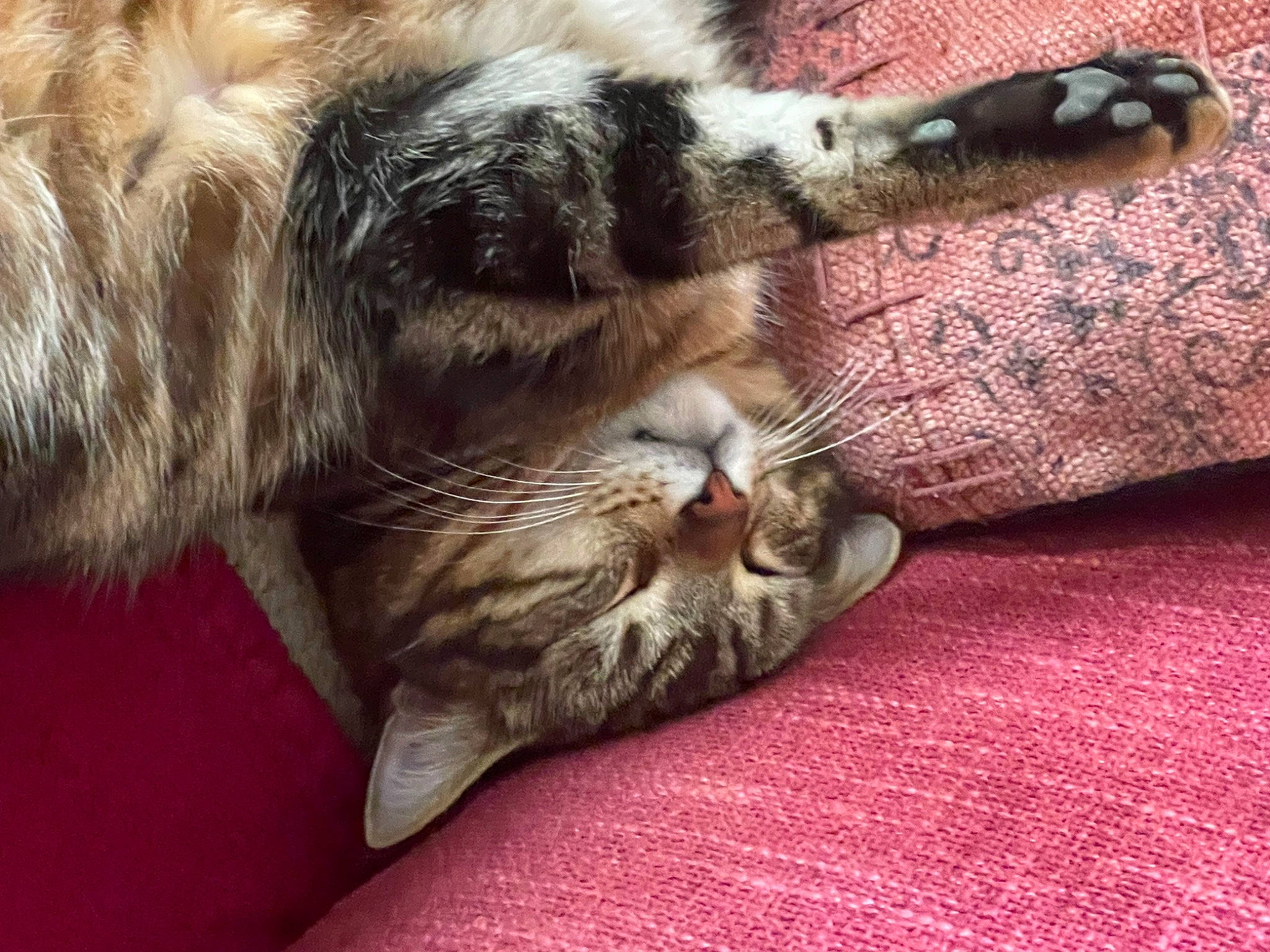 Minoï a rejoint le concours — aidez-le/la à gagner de superbes lots ! carnivore, cat, claw, comfort, domestic_short_haired_cat, felidae, foot, fur, human_leg, nap, paw, small_to_medium_sized_cats, snout, tail, vertebrate, whiskers, wildlife, yawn