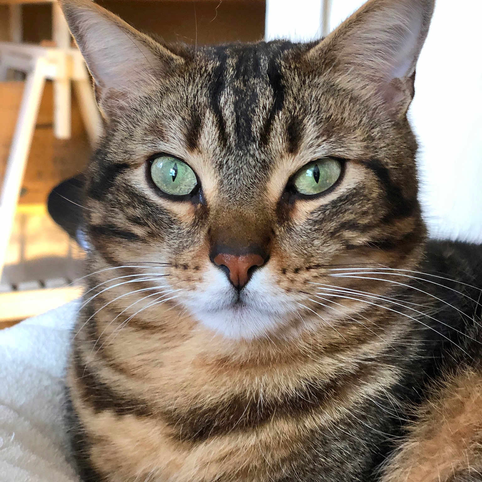 Minoï