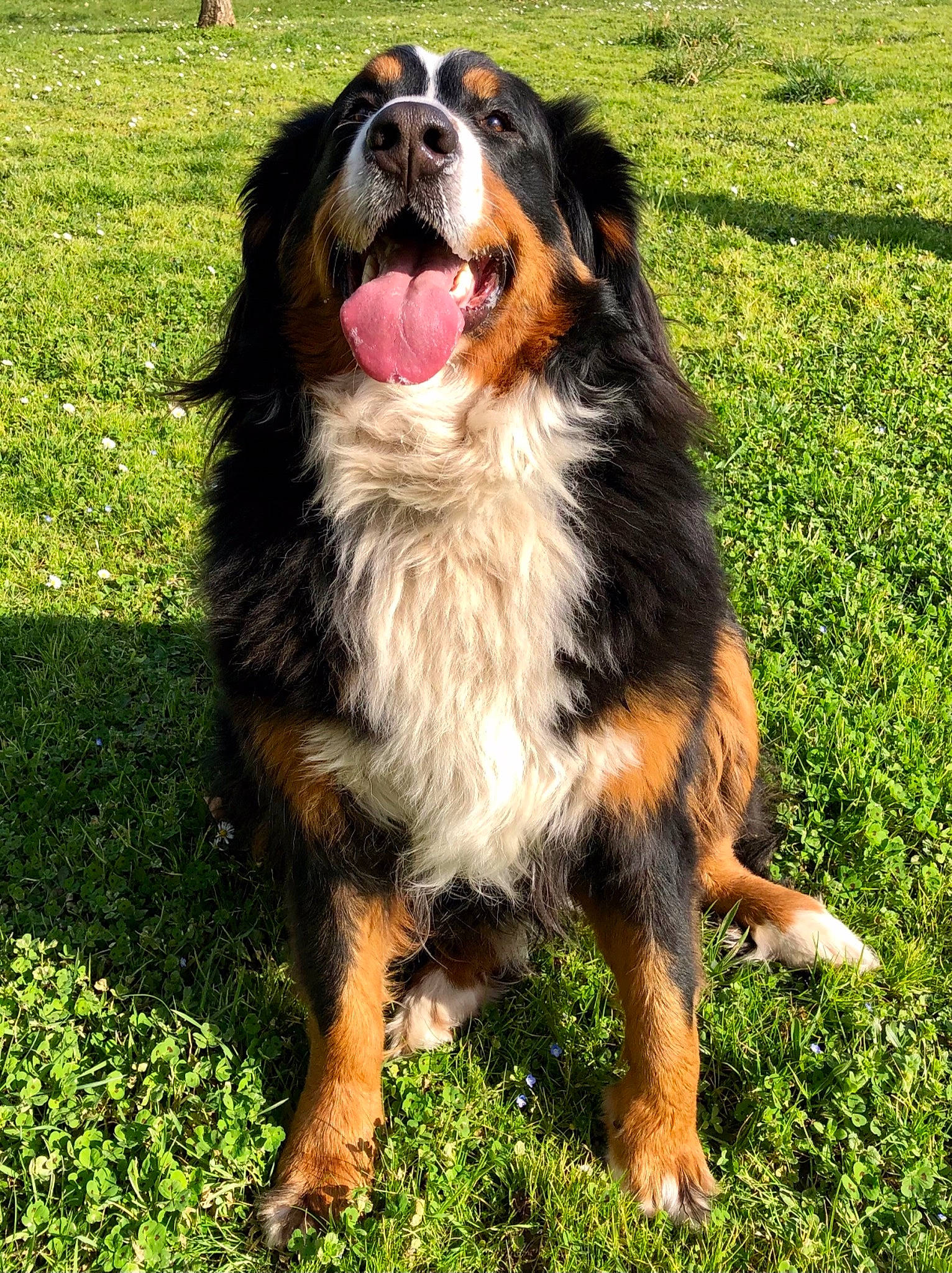 Ouma participe au concours pour gagner de l'argent avec cette photo : ancient_dog_breeds, bernese_mountain_dog, canidae, carnivore, companion_dog, dog, dog_breed, giant_dog_breed, grass, guard_dog, happy, herding_dog, smile, snout, sporting_group, terrestrial_animal, whiskers, working_dog