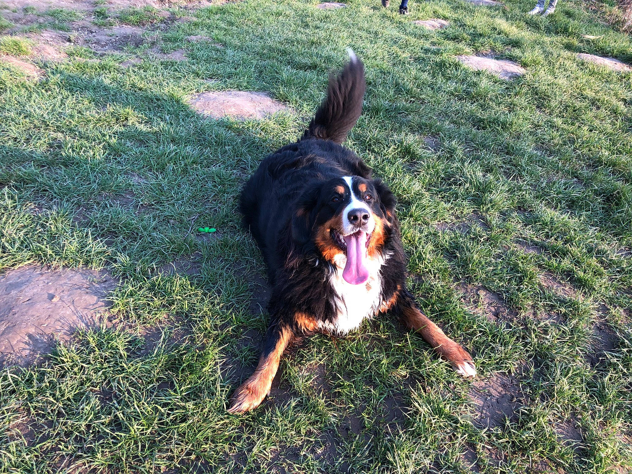 Ouma participe au concours pour gagner de l'argent avec cette photo : canidae, carnivore, companion_dog, dog, dog_breed, fawn, fun, grass, guard_dog, hunting_dog, lawn, mammal, paw, plant, puppy, recreation, shadow, sporting_group, tail, working_dog