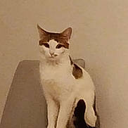 Simba a rejoint le concours — aidez-le/la à gagner de superbes lots ! animal, brown, calm, cat, chair, domestic, feline, fur, furniture, indoor, looking, pet, quiet, side_view, single_animal, sitting, tablecloth, tail, wall, white