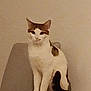animal, brown, calm, cat, chair, domestic, feline, fur, furniture, indoor, looking, pet, quiet, side_view, single_animal, sitting, tablecloth, tail, wall, white