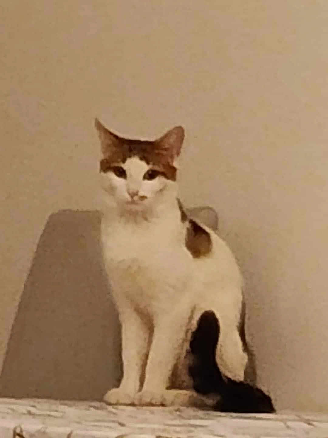 Simba