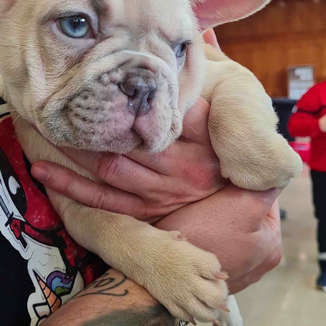 Bella participe au concours pour gagner de l'argent avec cette photo : animal, baby, boxer, bulldog, canine, dog, frenchbulldog, person, pet, pitbull, puppy, skin, tattoo